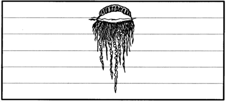 Drawing: Portuguese man-of-war