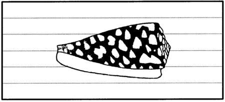 Drawing: Cone shells