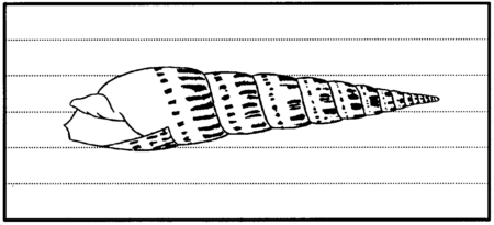 Drawing: Terebra shells