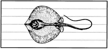 Drawing: Stingrays