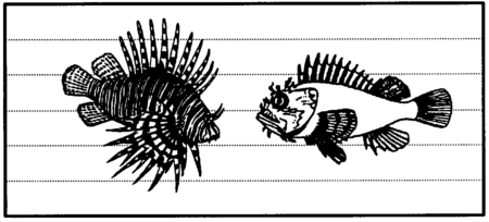 Drawing: Scorpon fish or zebra fish