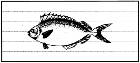 Drawing: Sigaqnus