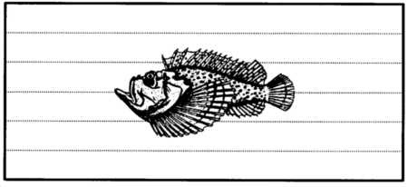 Drawing: Stonefish