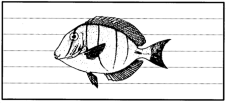 Drawing: Tang or surgeonfish
