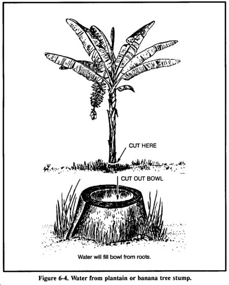 Drawing: Water from plantain or banana tree stump.