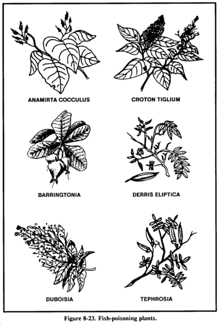 Drawing: Figure 8- 23. Fish-poisoning plants