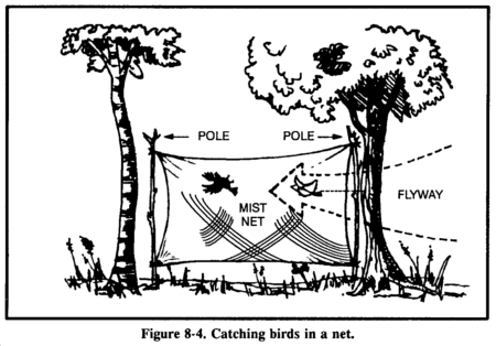 Drawing: Figure 8-4 Catching birds in a net
