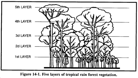 Drawing: Figure 14-1. Five layers of tropical rain forest vegetation.